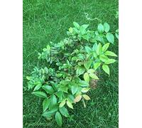Potseed Semi 30pcs Frutta Brasiliana UVA Jabuticaba Cresce Frutta sul Suo Tronco Decorazione del Giardino delle Piante