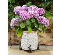Potty Feet Lot de 3 Pieds de Pot de Fleurs en Bronze Antique Grand lièvre