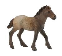 Poulain de Camargue