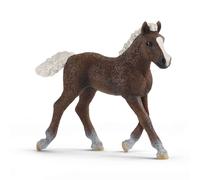 Poulain Forêt-Noire