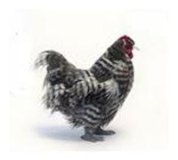 Poule Grise 30cm G