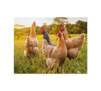 Poules dans Un pré，Jigsaw Puzzles Puzzle, 1000 Pièces en Bois Adultes Puzzles, Enfants Cerveau IQ Développement Cadeau（75x50cm）-D44