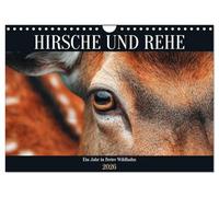 POULET ET BOEILLE - Une année à l'état sauvage, Version française (Calendrier mural 2026 DIN A4 portrait), Calendrier CALVENDO mensuel