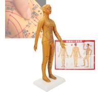 Poupée d'acupuncture pour l'enseignement de la médecine chinoise (54 cm), avec aiguilles intégrées, facile à déplacer, avec livret/affiches murales des points d'acupuncture,B
