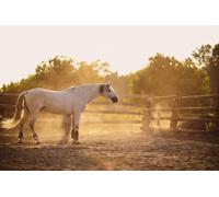 Pour les personnes de plus de 18 ans : 3 leçons d équitation