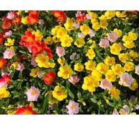 Pourpier à fleurs doubles en mélange - Portulaca grandiflora, vivace, couvre-sol