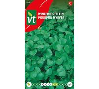 Pourpier d'hiver Graines - Appétissante variation dans la gamme des légumes d'hiver