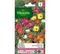 Pourpier Simple Varié