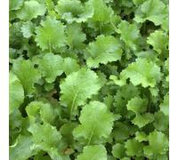 Pousses de navet 25 kg Brassica rapa L. silvestris engrais de verdissement, semences pour la production fourragère