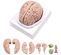 Povhhee Cerveau humain, modèle anatomique du cerveau humain avec écran, pour l'enseignement et l'enseignement des sciences, affichage B