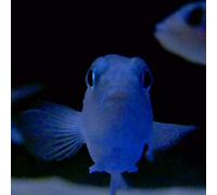 Powell - on The Feet of a Wind [Import]