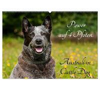 Power auf 4 Pfoten. Australian Cattle Dog (Wandkalender 2026 DIN A2 quer), CALVENDO Monatskalender: Australian Cattle Dogs auf 13 wunderschönen Fotos