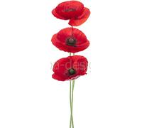 PPA DESIGN Sticker Autocollant Mural Nature Fleurs Coquelicot - SAD1024 (Hauteur 30cm)