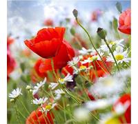 PPA DESIGN Sticker Cuisine Lave Vaisselle Nature Champ de Coquelicots 60x60cm - SALV0025 (Fond Transparent)