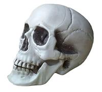 Ppmter Modèle De Crâne Humain Modèle De Crâne Humain De Tête De Crâne Humaine Modèle Squelette Ornement D'ornement Halloween Maison Décoration De Bureau