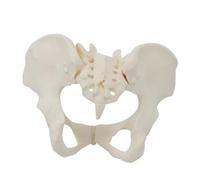 Pqahffowr 1 PCS 1:1 Modèle de Bassin Féminin Taille Réelle Modèle de Squelette Pelvien Féminin Modèle D'Anatomie pour L'Enseignement Scientifique