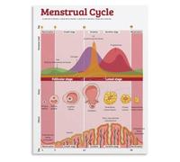 PQYSMVVG Complete Menstrual Cycle Diagram Poster Fertile Window Ovulation Days Canvas Wall-Art for Yoga Studio Decor(Unframed,12x18inch(30x45cm))