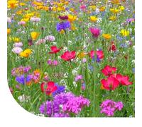 Prairie de fleurs sauvages avec graminées - 100 g pour 30 m² - Graines annuelles et vivaces - 60% d’herbes et 40% de fleurs - Attire abeilles, papillons et autres pollinisateurs