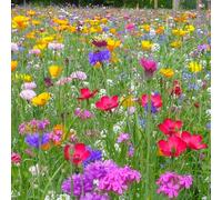 Prairie de fleurs sauvages avec graminées - 250 g pour 75 m² - Graines annuelles et vivaces - 60% d’herbes et 40% de fleurs - Attire abeilles, papillons et autres pollinisateurs