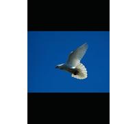 Prayer, Faith & God: Finding Strength In Adversity