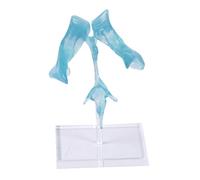 Precisions - Base acrylique pour l'anatomie du cerveau - Modèle de ventricule humain - Base en acrylique pour l'éducation en neurologie - Éducation - Cerveaux transparents