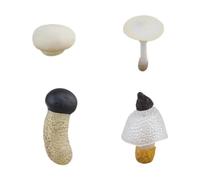 predolo Modèle éducatif du cycle de vie des champignons pour enfants, Champignons Blancs