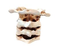 predolo Pot à crayons en forme de colonne vertébrale, collection d'objets d'art, centre de table, sculpture, organiseur de crayons, papeterie,