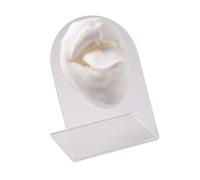 predolo Silicone souple bouche langue modèle Simulation modèle partie du corps affiche bijoux affichage éducation affichage, Blanche