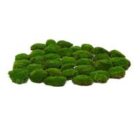 prefleur Coussin en Mousse préservée - Coussin en Mousse - Décoratif - Véritable Vert Naturel - Kit de Bricolage - pour Terrarium, Jardinage, Art Mural, décor Fleuriste (Vert-C, 0.15 m²)
