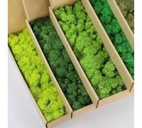 prefleur Lot de 5 mélanges de couleurs - Mousse de renne préservée - Vert naturel - Kit de bricolage - Décoration murale - Décoration florale (0,5 kg) (Vert-01 Vert-02 Vert-03 Vert-04 Vert-11)