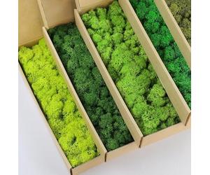 prefleur Lot de 5 mélanges de couleurs - Mousse de renne préservée - Vert naturel - Kit de bricolage - Décoration murale - Décoration florale (0,5 kg) (Vert-01 Vert-02 Vert-03 Vert-04 Vert-11)