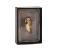 Collecta prehistorieDent en T-Rex 11,5 cm brun clair Marron clair G