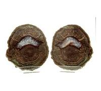 Lithophyse. 3960.0 Ct. Massif De L'esterel, Var, France.