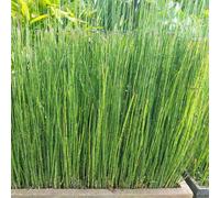 Prêle d'hiver 1L - Donne à votre jardin une atmosphère exotique