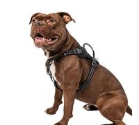Premier Pet Harnais confortable anti-traction - Taille M, ajustement réglable pour chiens de 13,6 à 31,8 kg, coutures réfléchissantes, poignée rembourrée pour plus de contrôle, attache avant pour