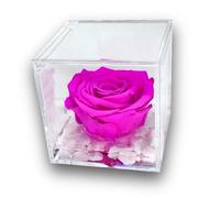 Premium-Rose Rose stabilisée cube Fuchsia 10 cm, avec marbre de Carrare, rose véritable éternelle dans le cube pour un cadeau original et éternel.