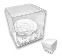 PremiumRose Rose Blanche Stabilisé Parfumé 12cm Vraie Rose éternelle | Idée Cadeau Maman, Petite Amie, Anniversaire, Remise de Diplôme (Blanc - A 1028)