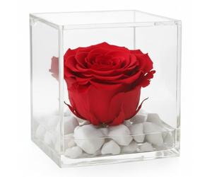 PremiumRose Rose Rouge Stabilisé Eternel et Parfumé 8 cm Vraie Rose Eternelle, Idée Cadeau Maman, Petite Amie, Anniversaire, Remise de Diplôme (Rouge - A 1080)