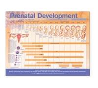 Prenatal Development Anatomical Chart Anatomical Chart Company (Auteur)