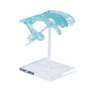 Présentoir anatomique en acrylique transparent pour enseignement médical et recherche Modèle anatomique détaillé Modèle cerveau