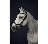 PresTeq FaySport Snaffle Bridle Full Size Black