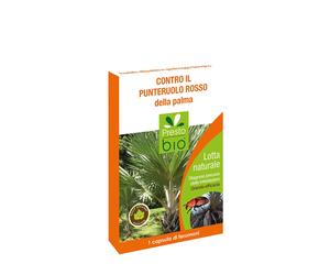 Presto Bio Phéromones Contre Le Poinçon Rouge de La Palma Pour Piège Insecte