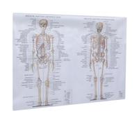 PRETYZOOM 2 Pièces Affiche Modèle De Squelette Humain Esprit La Musculation Anatomie Posters Tableau D'anatomie Humaine Étiquette Modèle D'anatomie Modèle De Cerveau Homme Habit En Soie