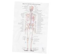 PRETYZOOM 3 Pièces Squelette Premium Décoration Murale pour Bureau et Maison pour Éducation et Apprentissage des Anatomies