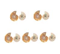 PRETYZOOM 5 Ensembles Échantillons De Fossiles Ammonite Pour Enseignement Décorations Scientifiques Et Jouets Pour Recherche Collection 2 Pièces * 5