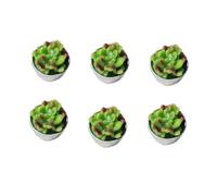 PRETYZOOM 6 Pièces Bougies Succulentes Bougies De Cactus Chauffe-plat De Spa Bougie Décorative De Plantes Succulentes Bougie Thermale Mini-cactus Mini-bougie