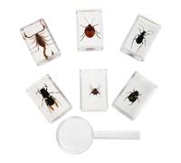 PRETYZOOM 7 Pièces Modèle D’insecte en Résine Acrylique pour Étudiants | Haute Transparence, Conservation D’échantillons Réels, pour Bibliothèque et Bureau D’étude, Décoratif