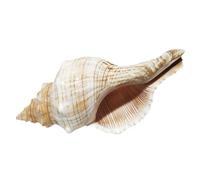 PRETYZOOM Décoration De Coquille De Réservoir De Poisson Métier De Coquillage Décoration De Coquille De Conque Décor Océanique Nautique Ornement Daquarium Décorations Plante Conque Naturelle