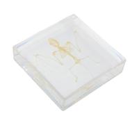PRETYZOOM Mini Modèle Squelette de Chauve-souris en Acrylique pour Décoration et Collection, Structure Osseuse Unique, pour Exposition et Décoration Intérieure