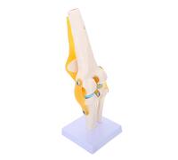 PRETYZOOM Modèle Anatomique Du Genou Réelle Pour Enseignement Avec Flexion Abduction Et Mouvement Réaliste Des Articulations